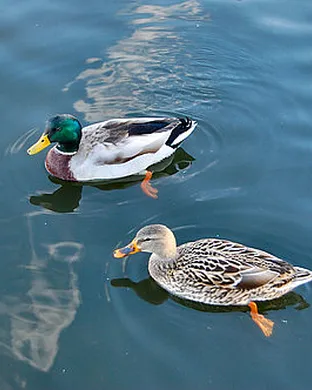 Ducks Ltd Detroit